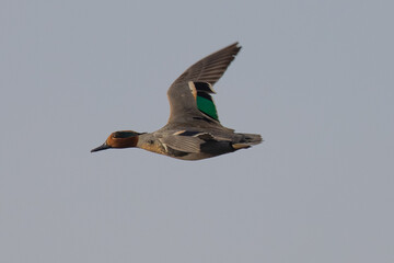 Green-winged Teal flying, seen in a North California marsh