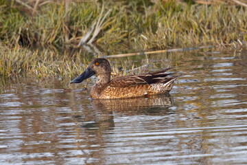 Female Northern Shoveler, seen in the wild in North California