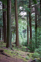 Ladock wood in cornwall England uk 