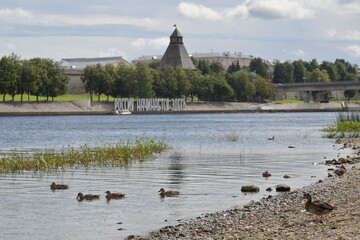 Ducks in a river with medieval fortress and city of Pskov in the background. Big letters on the...