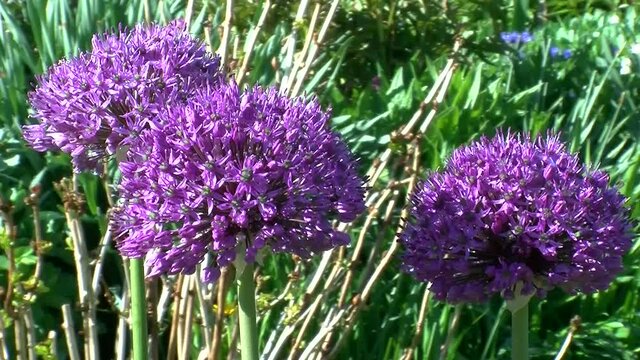 Zierlauch mit seinen violetten halbkugelf&ouml;rmigen Bl&uuml;ten (Allium) bewegt sich leicht im Wind