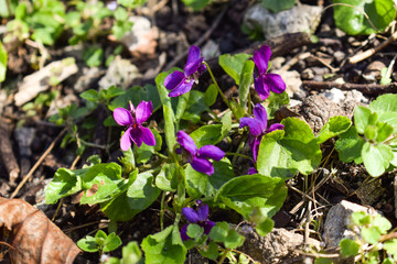Violets flowers blooming. Viola odorata known as wood violet or sweet violet/ Purple spring flowers
