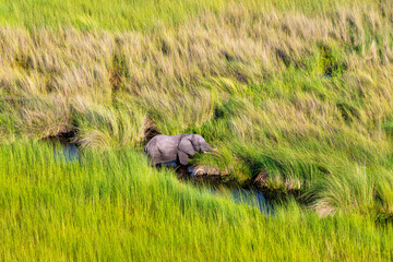Aerial view to wild nature of Delta Okavango in Botswana.