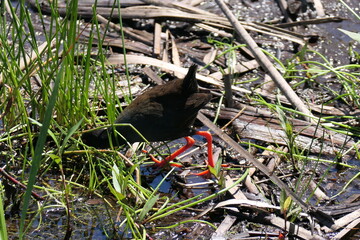 Zwergteichhuhn (Paragallinula angulata), George, Südafrika