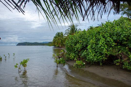 playa, acu&aacute;tico, la palma, cielo, tropical, &aacute;rbol, paisaje, mar, naturaleza, oce&aacute;no, lago, isla, azul, verde, r&iacute;o, verano, viajando, arena, jungla, bosque, kerala, remanso, &aacute;rbol, coco, vacaciones