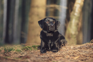 Portrait of a young labrador dog  lying one sunny day in the autumn forest