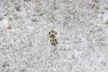 Footprints cat snow