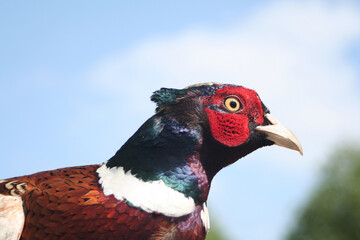 Pheasant head on sky background