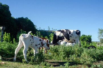 cow and calf