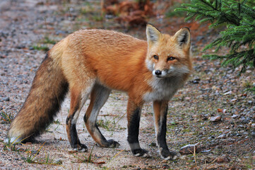 red fox in the woods