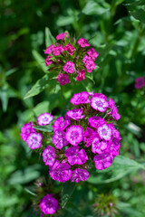 Obraz premium Daytime macro photo of plants from the garden