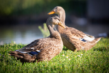 Fototapeta premium Two wild ducks quacks on green grass. High quality photo