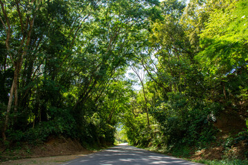 carretera, bosque, árbol, naturaleza, verde, árbol, paisaje, asfaltar, otoñal, viajando,...