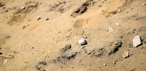 Snail house on a sand
