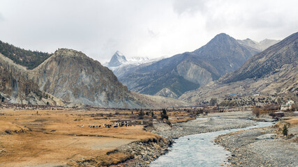 Scenic view along Annapurna Circuit trail near Braga, with a herd of sheep grazing alongside a...