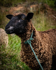 Naklejka premium sheep and lamb