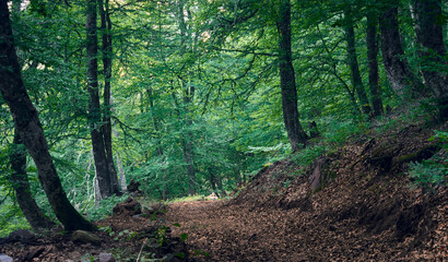 Obraz premium Bosque en Picos de Europa