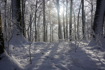 Waldspaziergang im Januar 2021 im Winterwald
