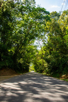 carretera, bosque, &aacute;rbol, naturaleza, &aacute;rbol, verde, paisaje, aparcar, camino, asfaltar, campestre, verano, c&eacute;sped, campesina, camino, madera, viajando, oto&ntilde;al, follaje, primavera, esc&eacute;nico, carril