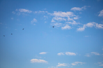 Birds flying in a beautiful sky