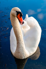 Fototapeta premium swan on the lake