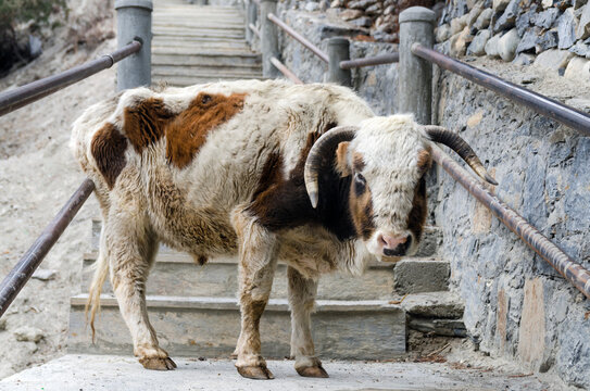 Dzo with horns pointing downward, Braga, Annapurna Circuit, Nepal