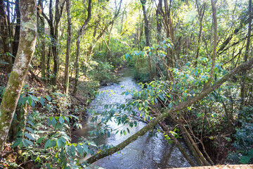 Beautiful river passing through the trees with waters running smoothly