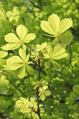 Fototapeta na wymiar branch of green chestnut leaves