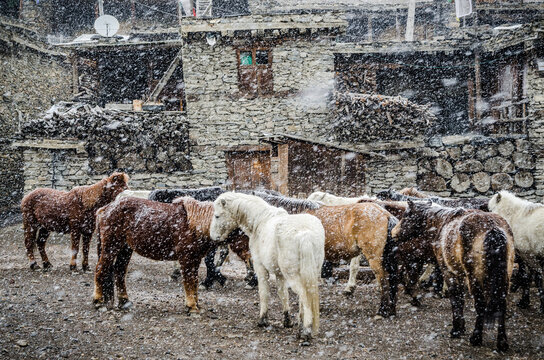 Group of horses during heavy snowfall in Manang, Annapurna Circuit, Nepal