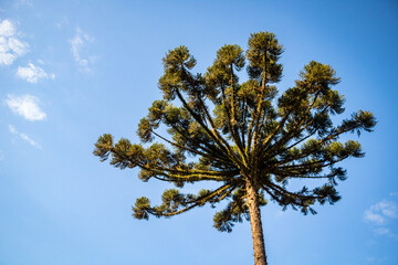 Several beautiful trees seen over the roof and highlighted an araucaria native of parana, Brazil