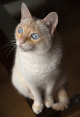 Fototapeta na wymiar Detail of white cat with blue eyes