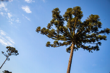 Several beautiful trees seen over the roof and highlighted an araucaria native of parana, Brazil