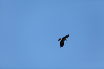 Big crow flies against blue sky