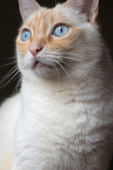 Detail of white cat with blue eyes