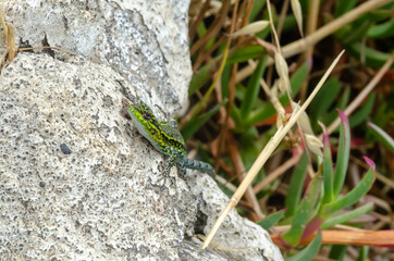 lizard on a rock