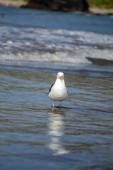 seagull on the shore