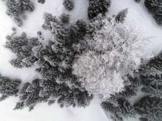 Snowy forest view  from the drone