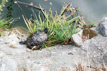 pond slider turtle by small pond in the park