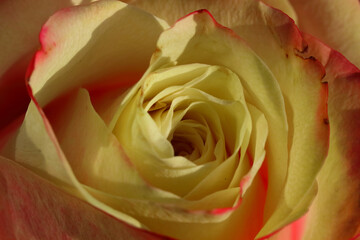 Fototapeta na wymiar Rose Bloom