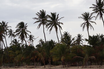 palm trees and a cloudy sky