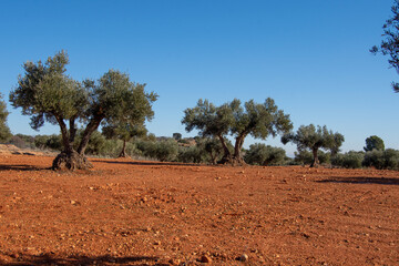 Paisaje de olivar mediterraneo en Espa&ntilde;a