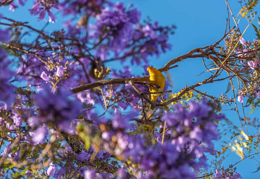 Yellow Warbler (Setophaga Petechia) In Blooming Jacaranda Tree (Jacaranda Mimosifolia).