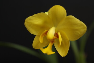 macro photography of a yellow bud of a blooming orchid branch