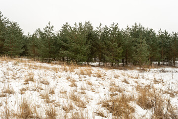 Young pines and spruces grow at the edge of the forest. Gloomy winter day. Nature background