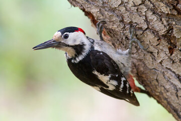 Colorful woodpecker portrait. Syrian woodpecker near the nesting hole closeup.
