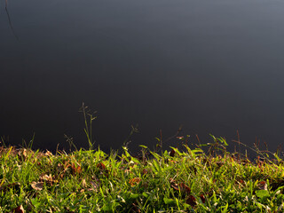 Obraz na płótnie Canvas Sunlight shines on the green grass by the river - background