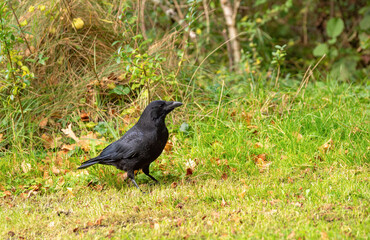 Raven in a small clearing in a forest