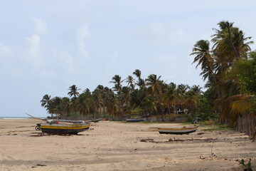 two boats and a forest 