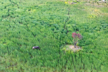 Aerial view to wild nature of Delta Okavango in Botswana.