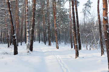 winter in pine forest